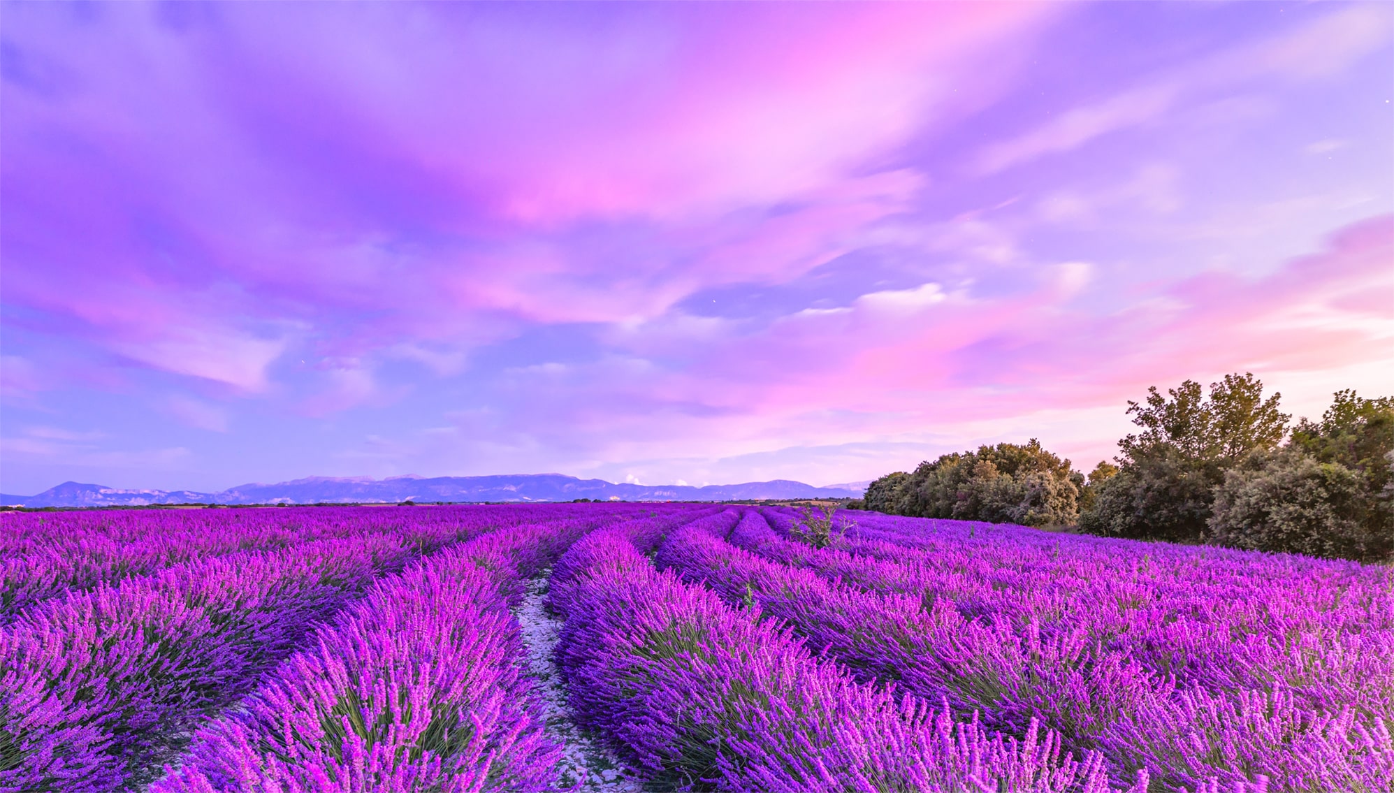 Pradera de color violeta